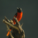 A male scarlet minivet with striking black and bright orange-red plumage perched on top of a weathered tree stump.