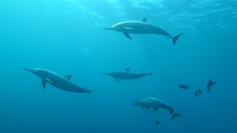 a school of grey dolphins under water