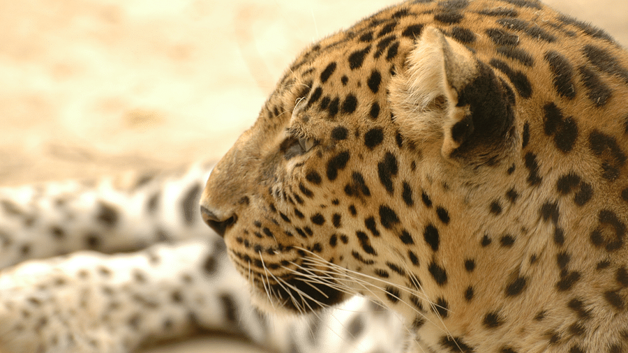 Banner Kanha