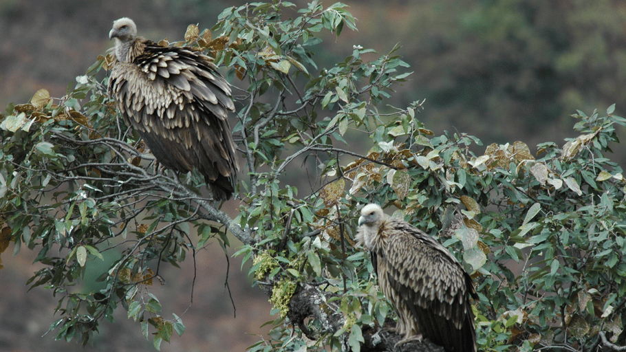 2 vultures with light-coloured heads and streaked feathers perched among leafy tree branches.