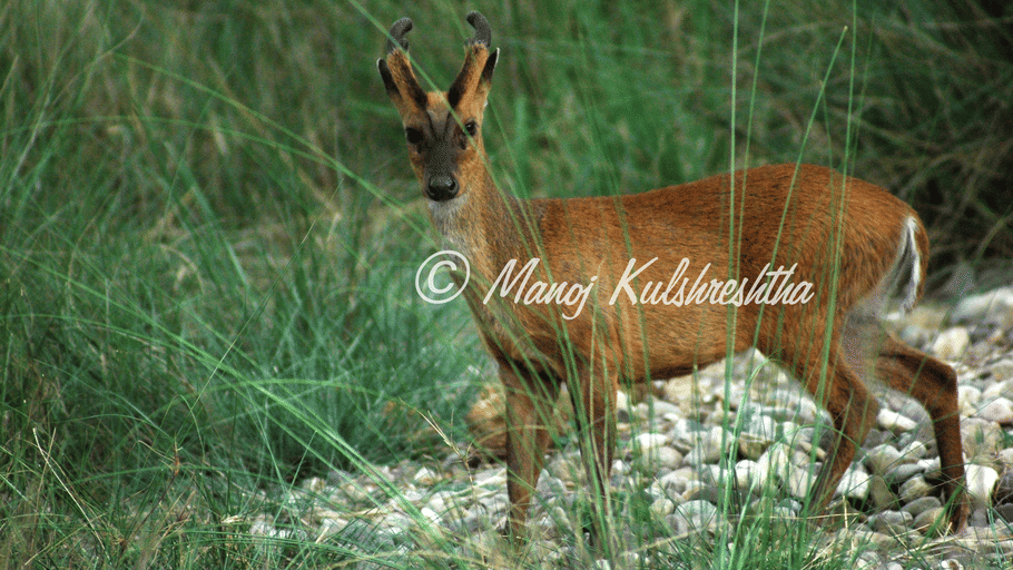 A 4-horned antelope with short horns standing in tall green grass.