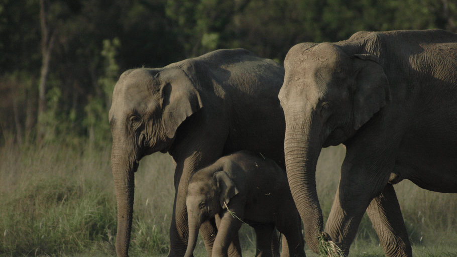 A family of Asian elephants including 2 adults and a small baby calf walking together through grass.