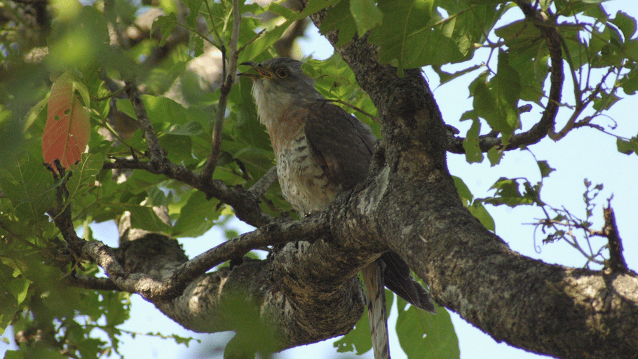 A common cuckoo perched on a leafy tree branch looking upward.