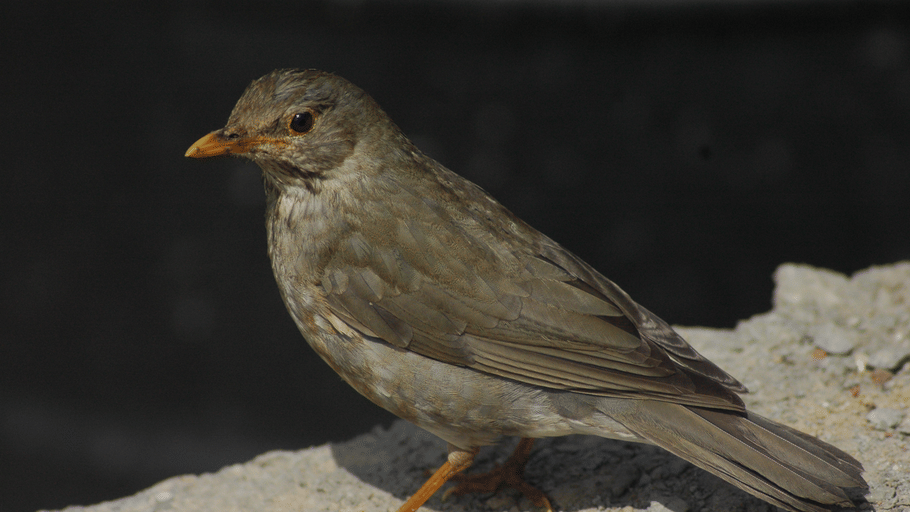 A female grey-winged blackbird with brown plumage and a yellow bill perched on a rocky surface.