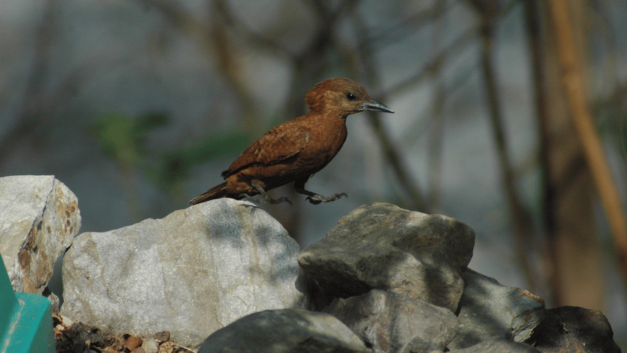 A brownish-rufous woodpecker with fine dark barring standing on a pile of gray stones outdoors.