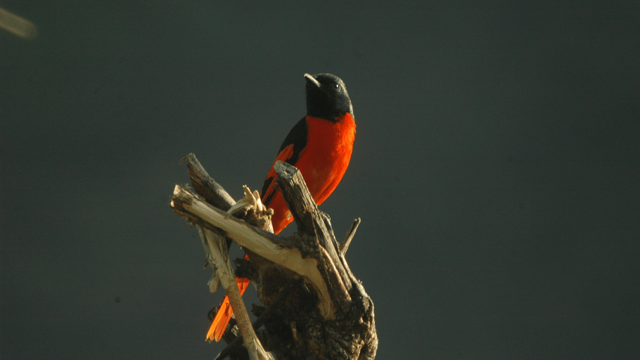A male scarlet minivet with striking black and bright orange-red plumage perched on top of a weathered tree stump.