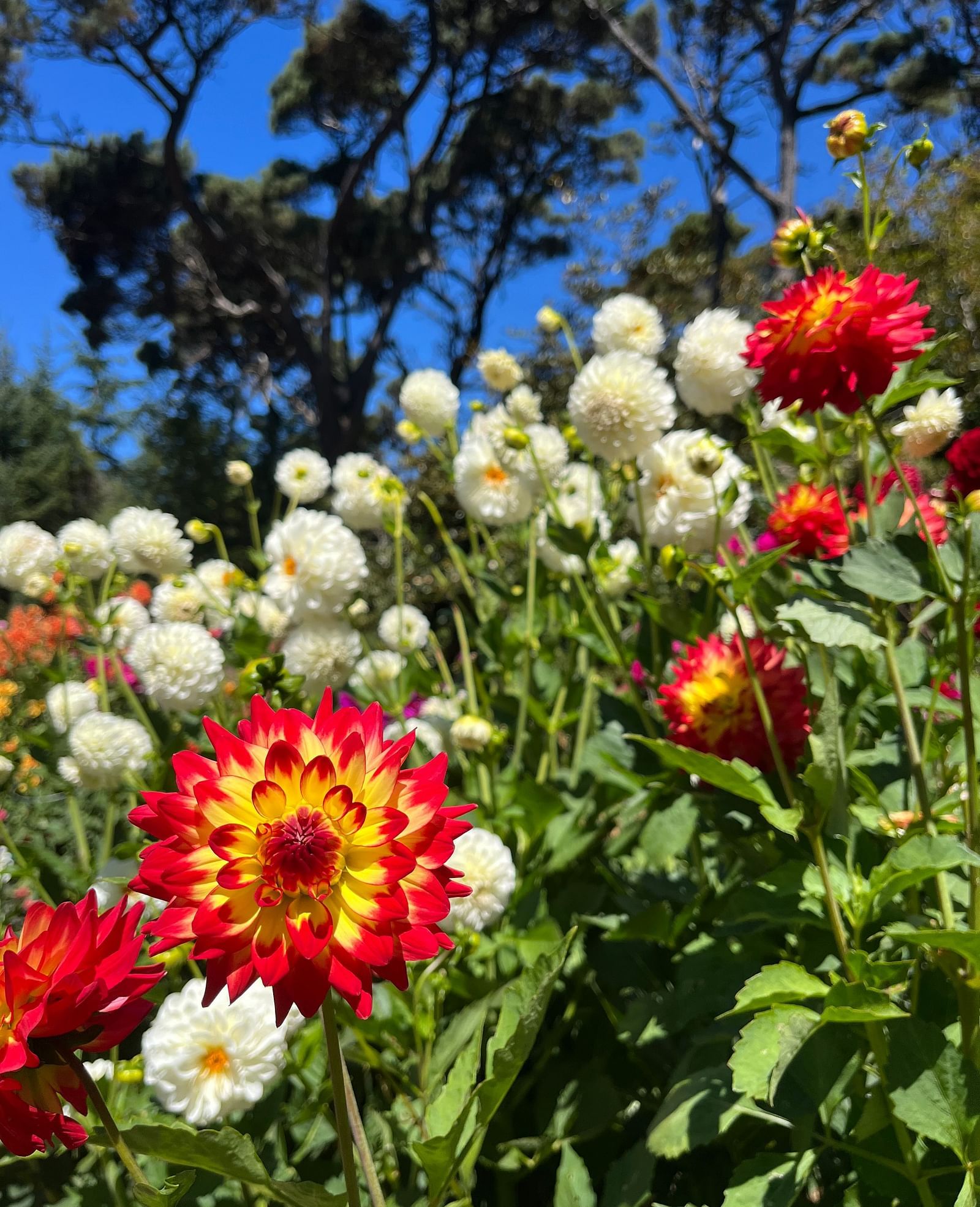 Blooming white and red dahlias under a clear blue sky.