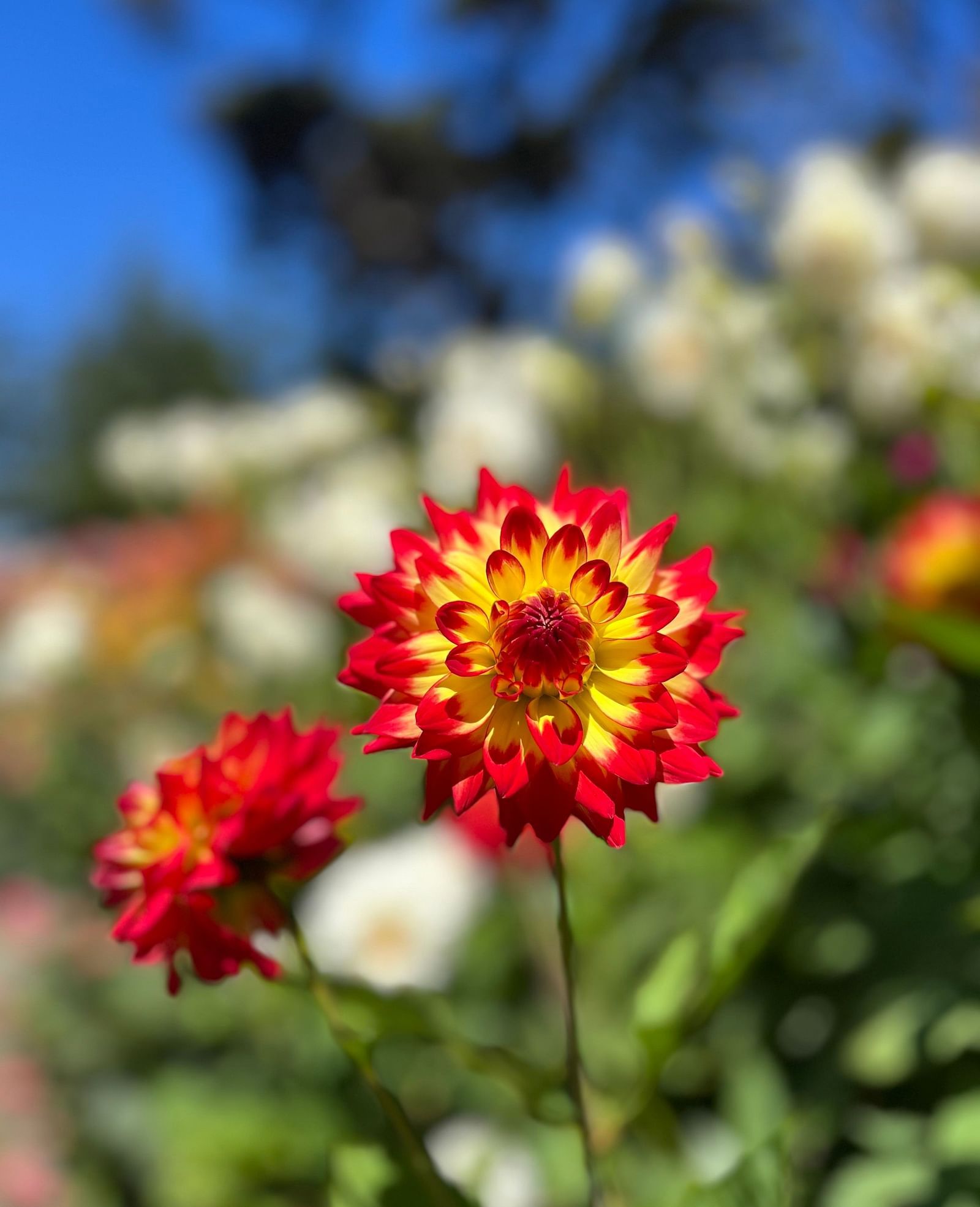 Single red and yellow dahlia flower in sharp focus with a blurred floral background.