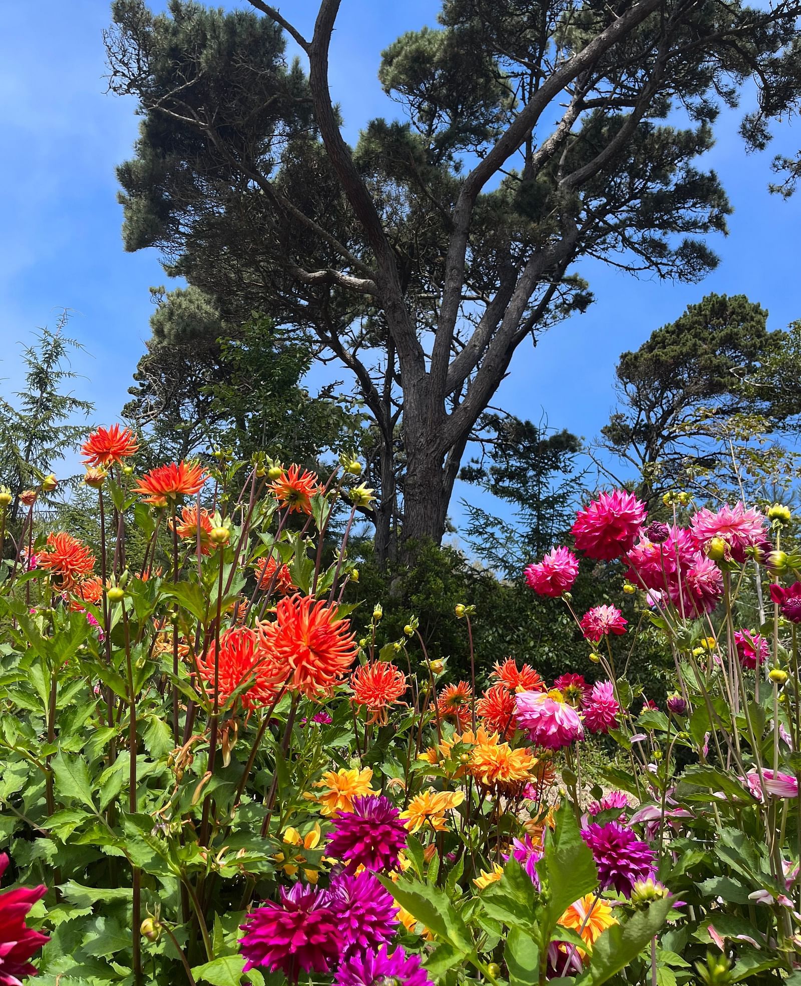 Colorful flower garden with bright red and pink blooms in full sunlight.
