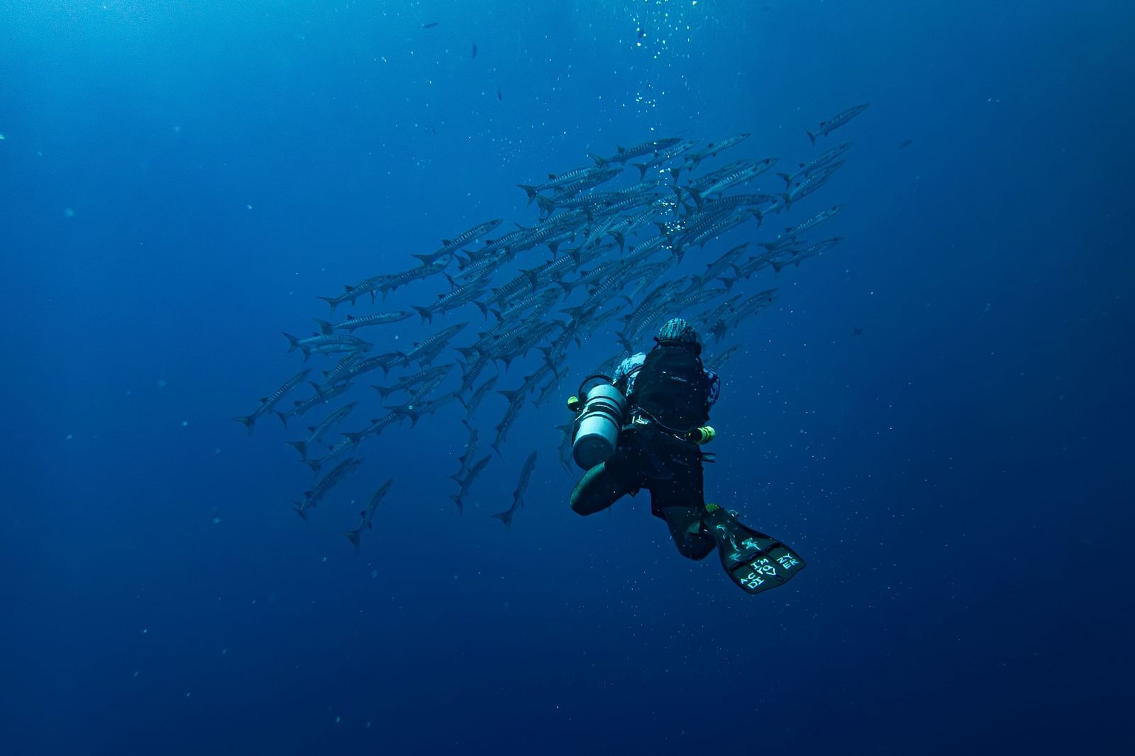 A scuba diver in full suit and oxygen tank with a school of fishes behind him.