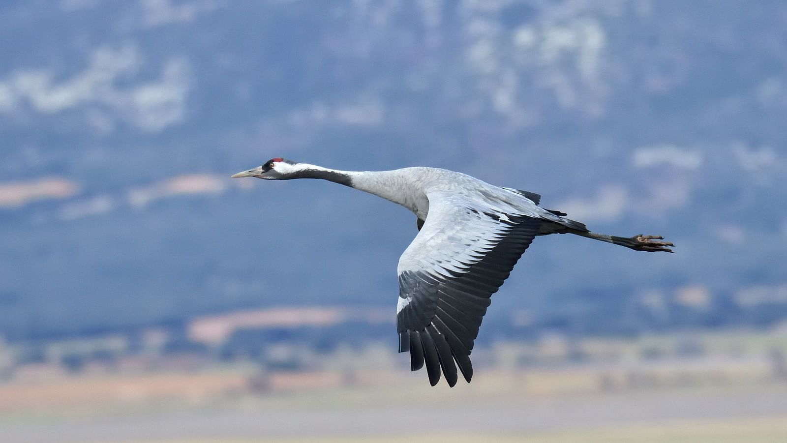 a solitary crane flying with its wings spread and a mountain in the background