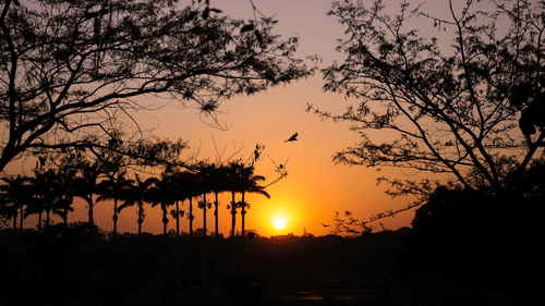 Many trees' silhouette in view with the setting sun in the background