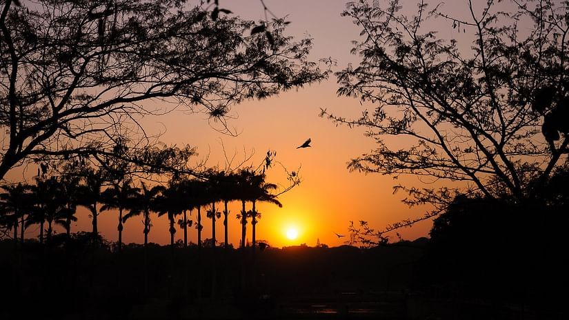 Many trees' silhouette in view with the setting sun in the background