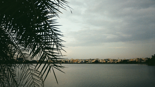Calm waters of a lake framed by palm leaves under an overcast sky, creating a peaceful lakeside atmosphere