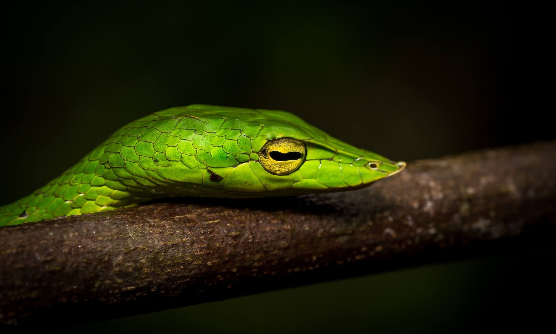VineSnake evolveback 1