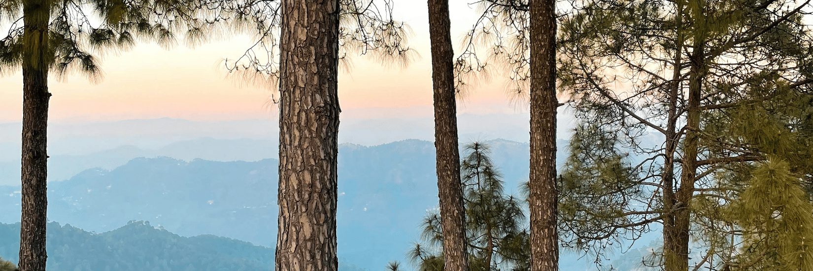 Mountain view of Kasauli with tall pine trees overlooking rolling hills under a clear evening sky.