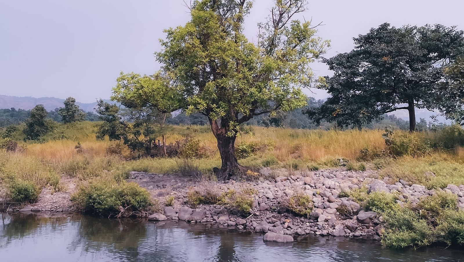 an image of a tree next to a water body with the reflection of the tree showing up on the waterbody