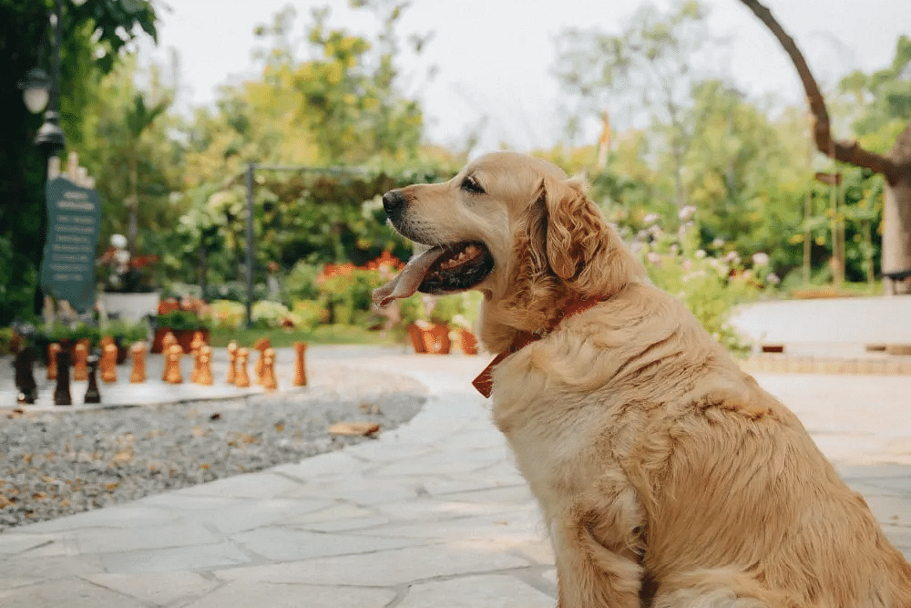 Dog standing on a paved path with trees in the background at Karma Chalets.