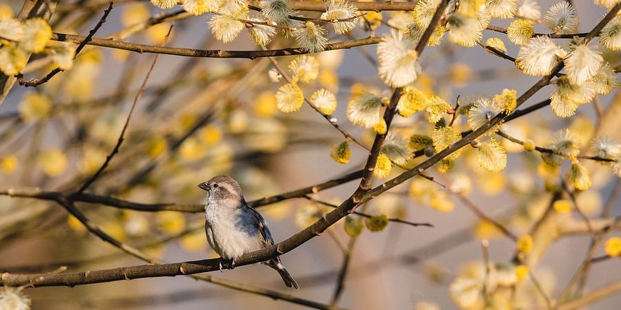 bird-g348e2ac82 1920
