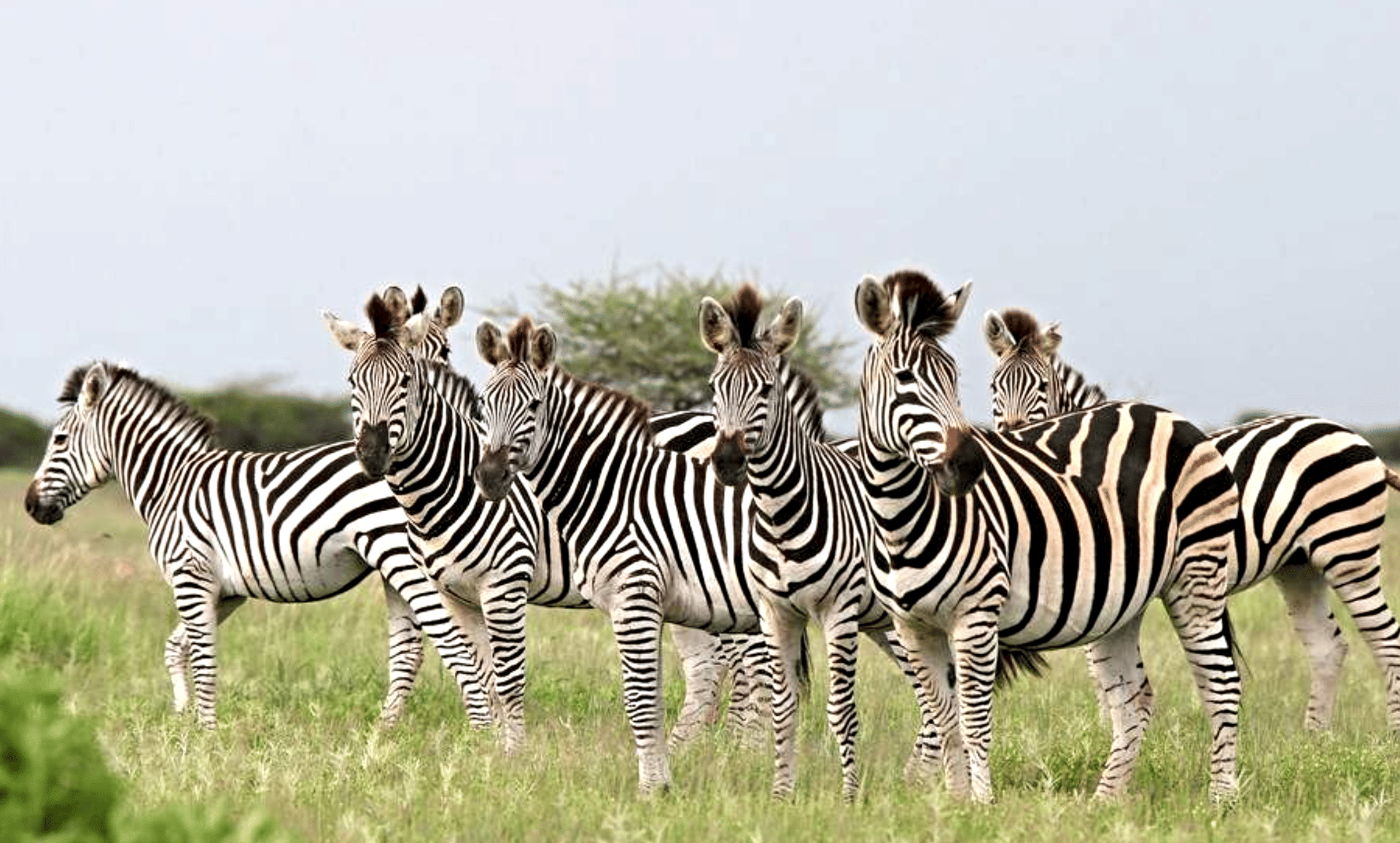 Nxai Pan National Park