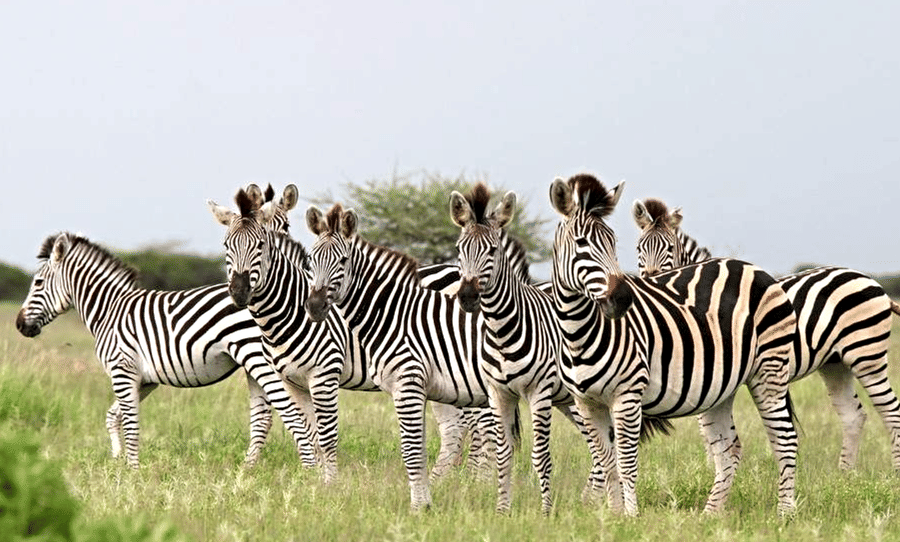 Nxai Pan National Park