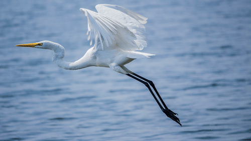 A close up of an Egret flying with the backdrop of a waterbody - Bird Sanctuary in Kochi.