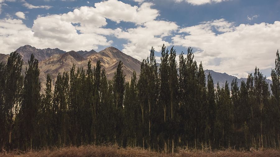 A picturesque landscape featuring mountains and a lush green forest under a cloudy sky, offering a tranquil natural view.