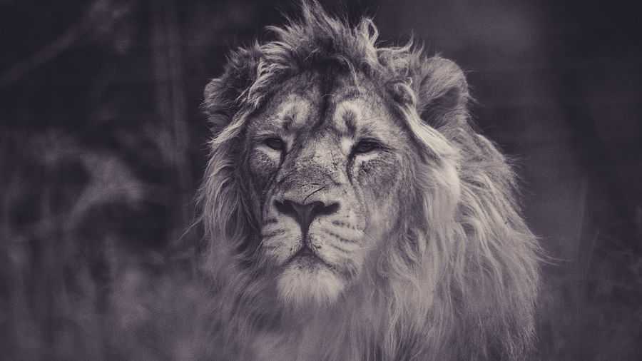 asiatic lion at gir national park