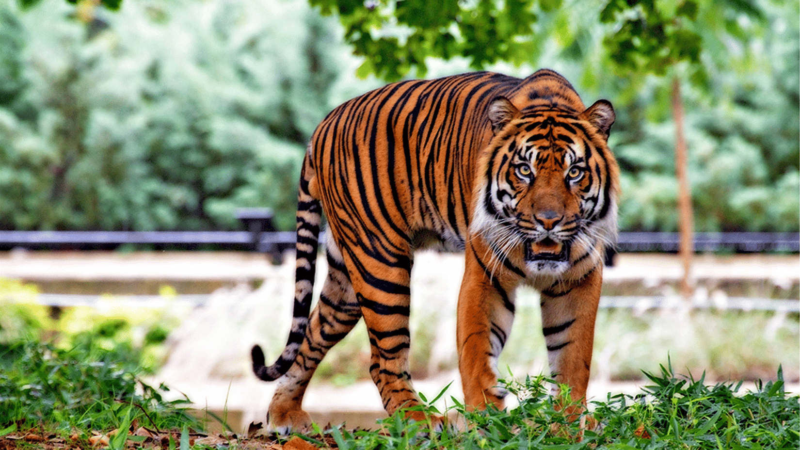 Bengal Safari near Siliguri