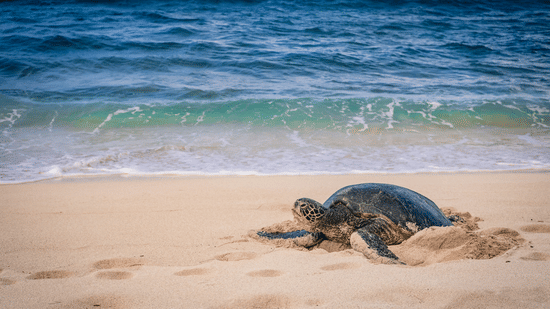 View of a sea turtle making its way along a sandy beach shore in Galle Sri Lanka with turquoise waves and clear blue water beyond.