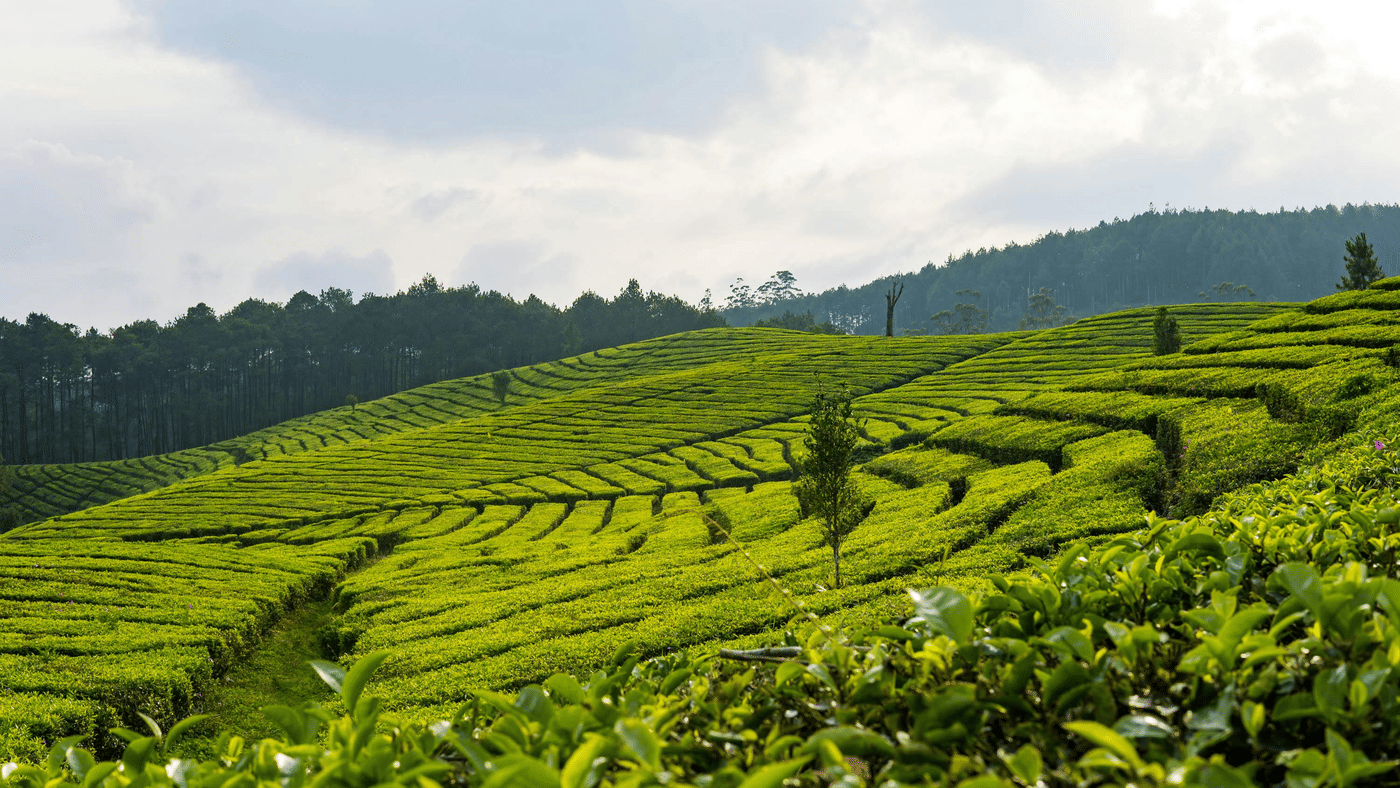 Tea garden featuring valleys filled with lush green tea plantation.