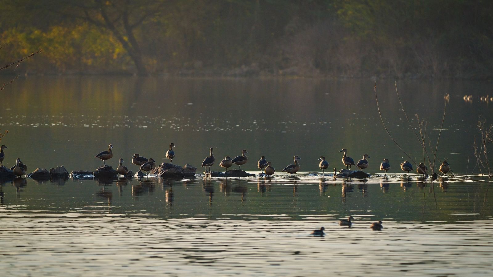 image of a flock of ducks swimming together in a lake