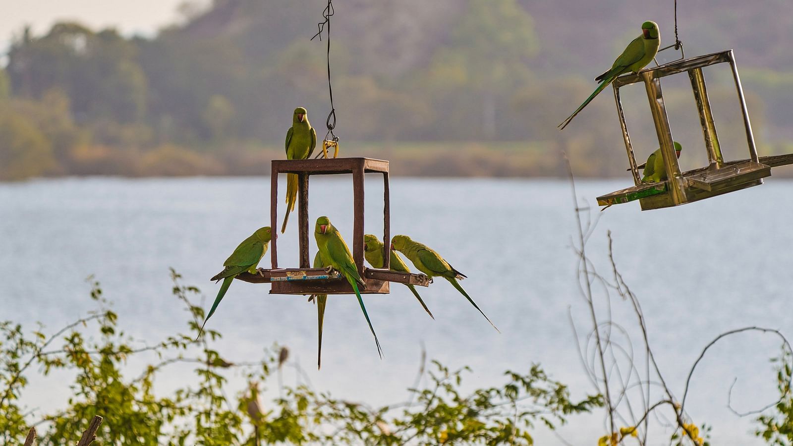 image of a lot of parrots sitting over hanging lanterns with a serene lake in the background