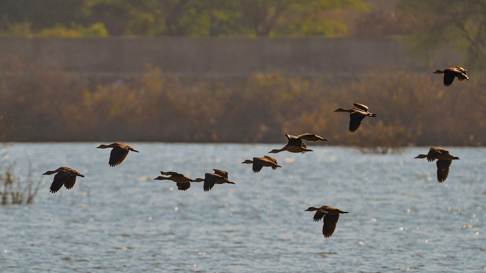 image of a flock of birds flying away over a lake