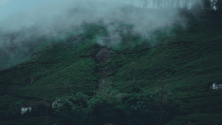 Munnar in the Rain