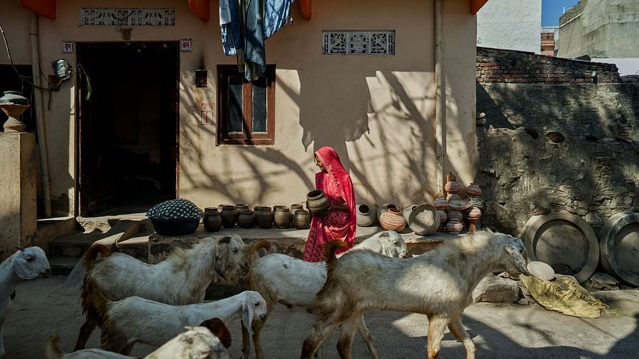 image featuring a flock of goats in the day time with a native woman taking care of them standing in the middle