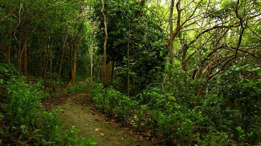 Trekking 4