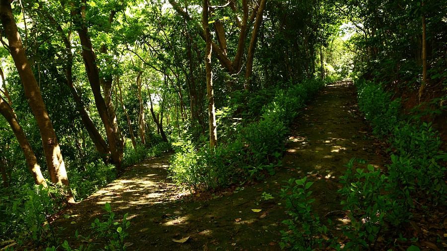 Trekking 5