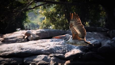 A large bird with outstretched wings flies over a rocky surface.
