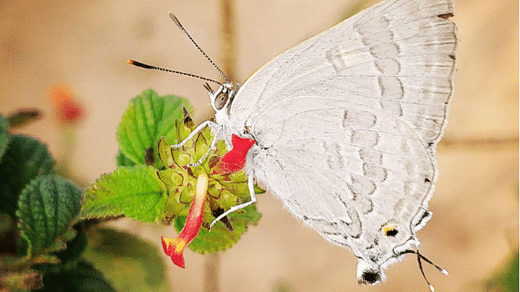 An image of a white butterfly sitting on a flower