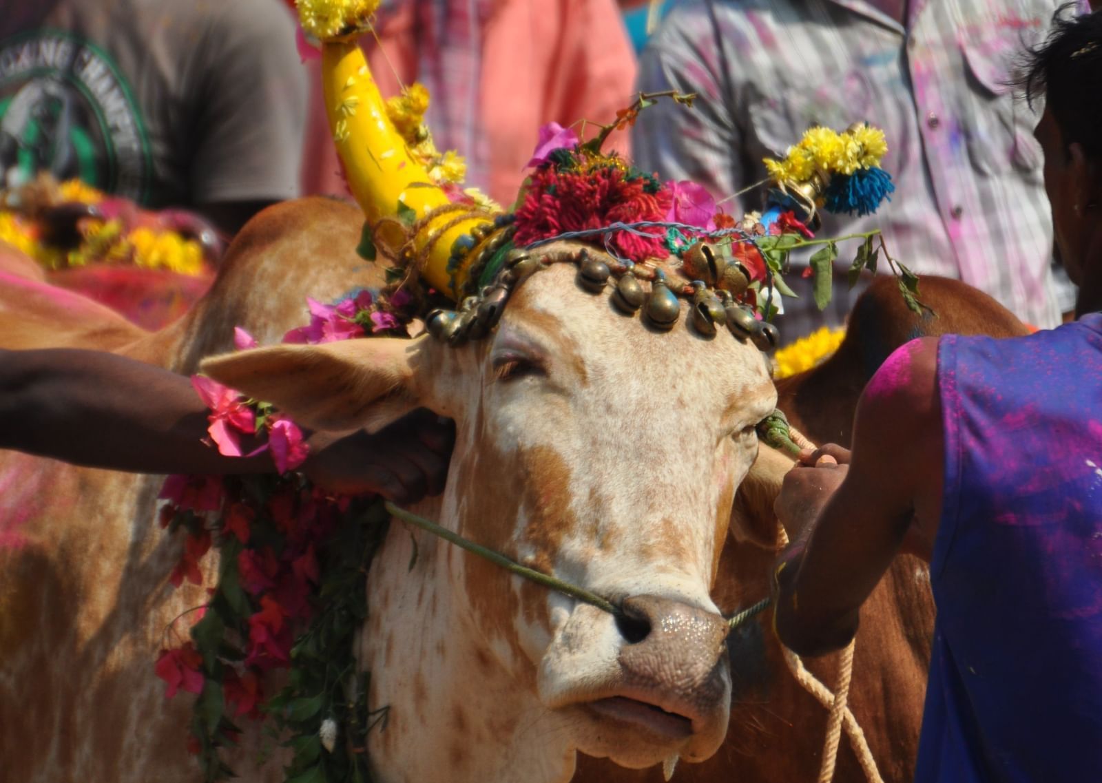 A close up of a cow with painted horns being pulled on by a person while others in the background are watching,