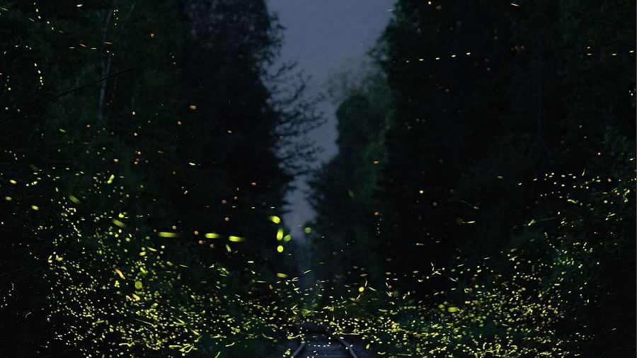 fireflies glowing in the dim night light amidst the mountains