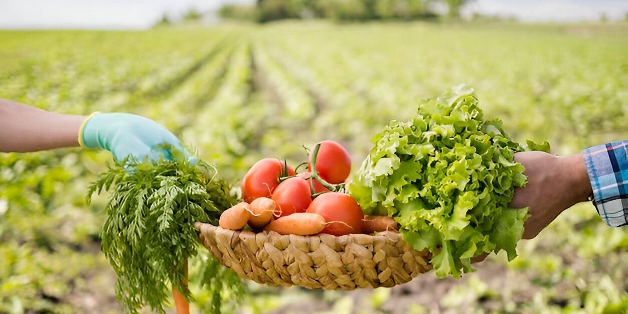 A person holding a basket of freshly harvested vegetables in a field.