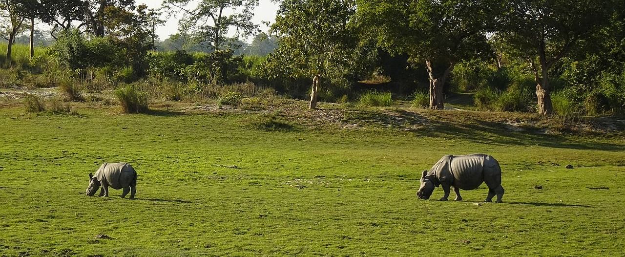 Two rhinos grazing in a grassy field surrounded by trees.