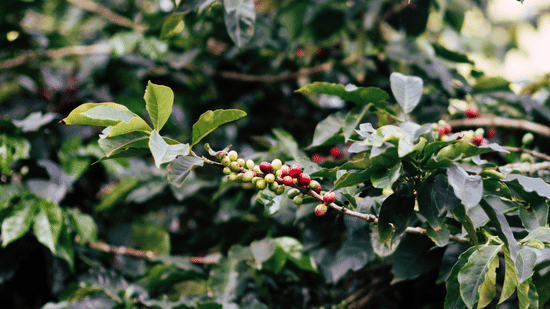 Close-up shot of a coffee plant branch with clusters of green unripe and bright red ripe coffee cherries surrounded by lush foliage.