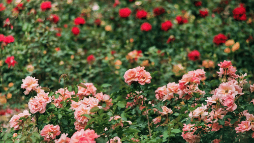 A dense bed of blooming roses in shades of red, pink, and peach, surrounded by green foliage