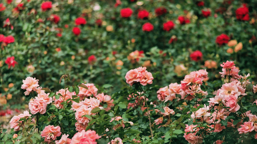 A dense bed of blooming roses in shades of red, pink, and peach, surrounded by green foliage