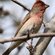 A male common rosefinch with reddish-pink plumage on its head and chest perching on a thin tree branch.