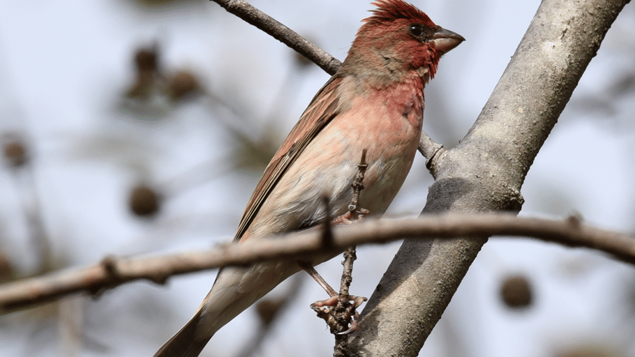 A male common rosefinch with reddish-pink plumage on its head and chest perching on a thin tree branch.