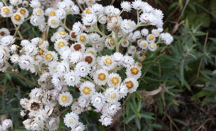 A cluster of small flowers blooming together.